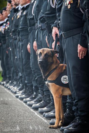 Полицейско куче убито при операцията в Сен Дени