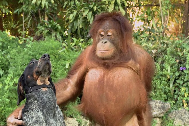 Kuche i orangutan ot reklamata na android friends furever