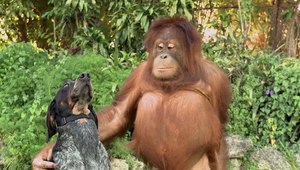 Куче и орангутан от рекламата на "Андроид" Friends Furever