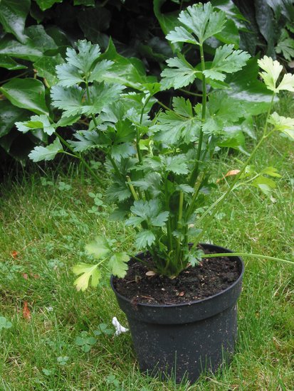 Целина (Apium graveolens)