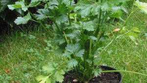 Целина (Apium graveolens)