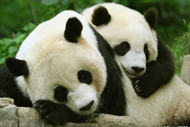 Lyubovta mezhdu zhivotnite