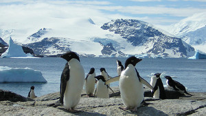 Най-добрите места да срещнеш пингвини