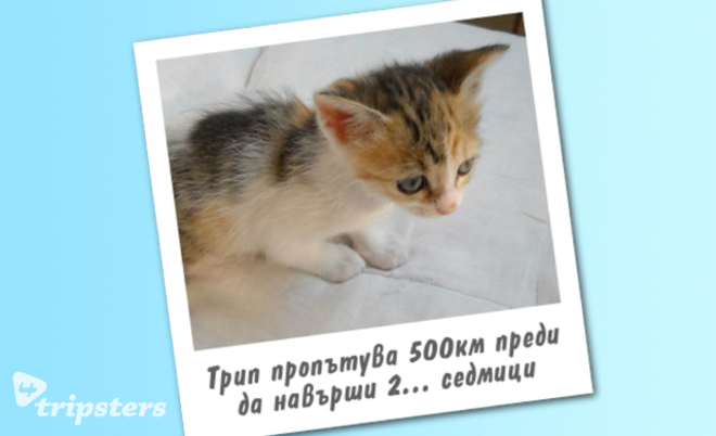 Историята на котката-пътешественик