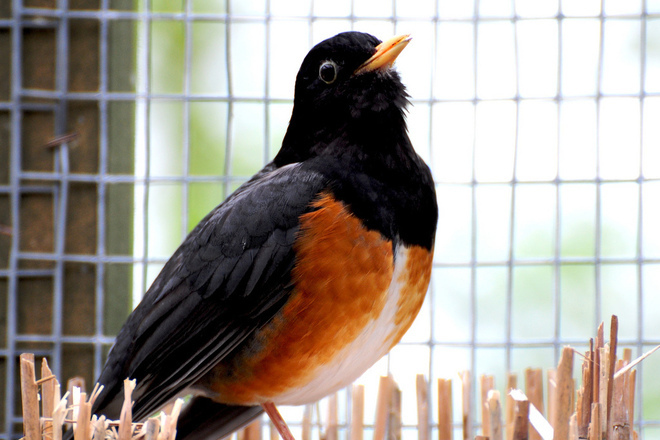 Kosta rika zatvarya vsichkite si zoologicheski gradini i puska zhivotnite na svoboda