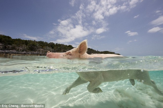 Taynata na svinskiya ostrov