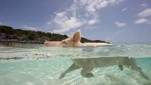 Тайната на Свинския остров