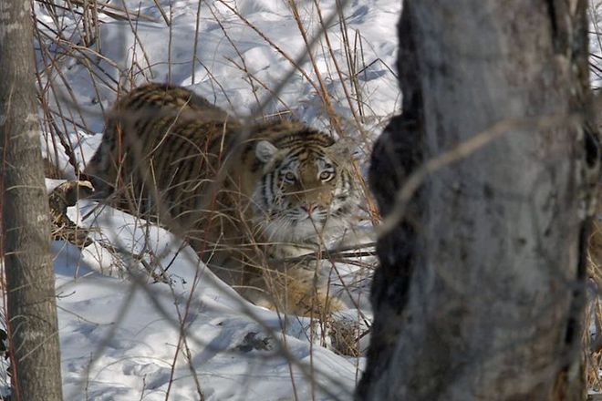 Redkite sibirski tigri