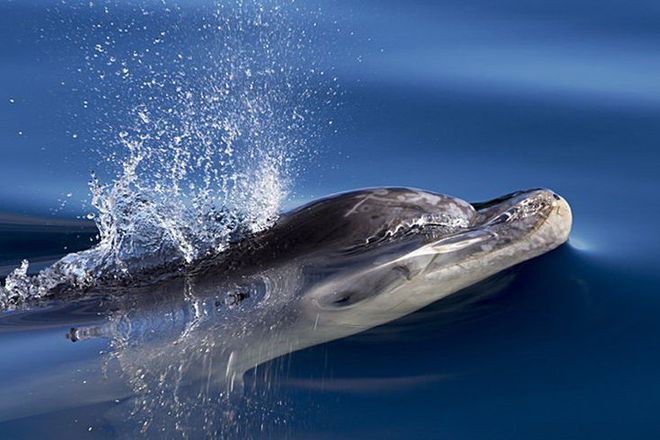 Pobeditelite v konkursa na bi bi si za snimki ot shotlandiya