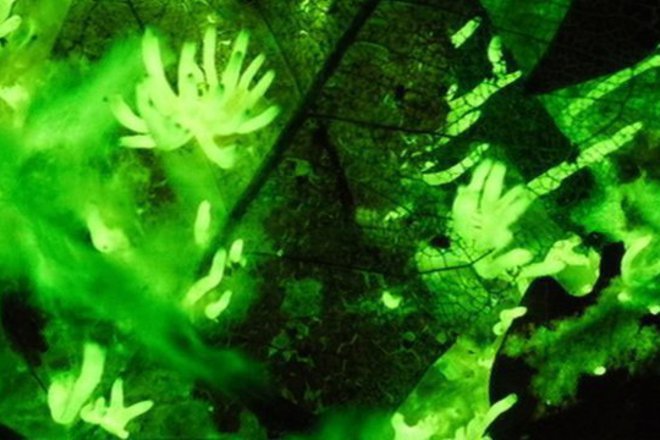 Bioluministsentsiya prirodnoto osvetlenie