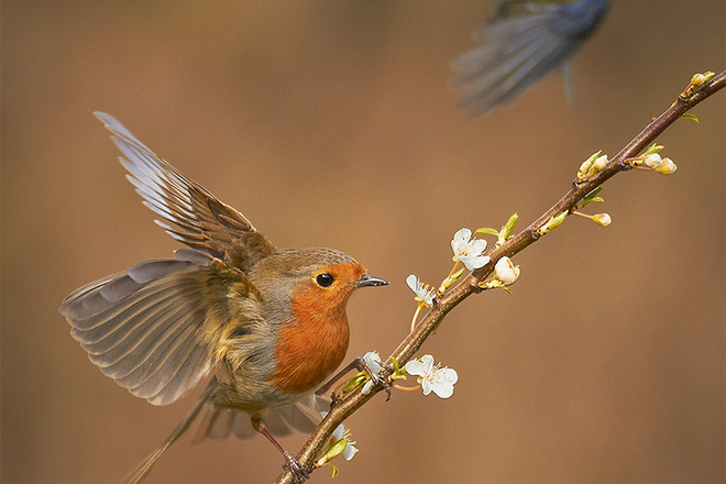 Mezhdunaroden gradinski fotograf na godinata v snimki