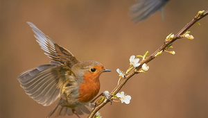 Международен градински фотограф на годината – в снимки