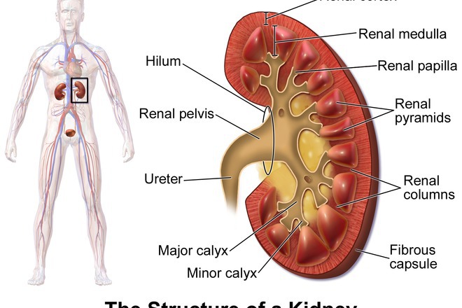 Babretsite v choveshkiya organizam