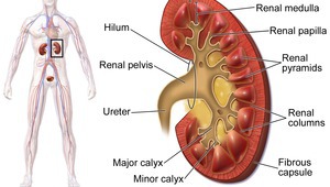 Бъбреците в човешкия организъм