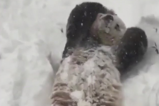 Pandata tyan tyan se tarkalya v snega