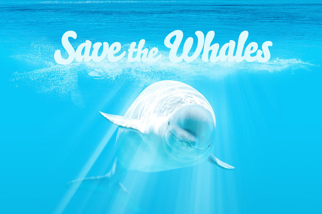 Kitovete sa sred zastrashenite ot izchezvane zhivotinski vidove