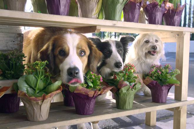 Kuchetata na doritos