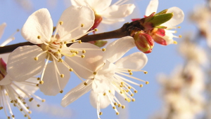 Пролетта идва