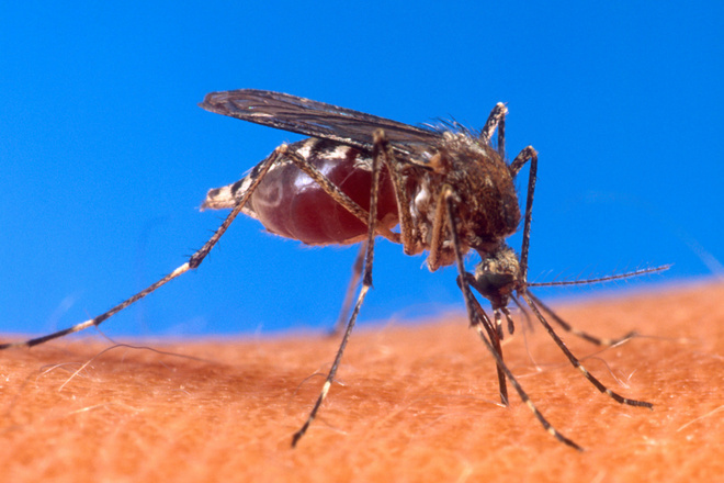 Aedes aegypti