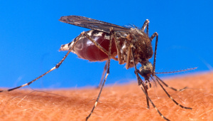 Aedes aegypti