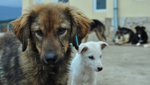 Колко са бездомните кучета в София?