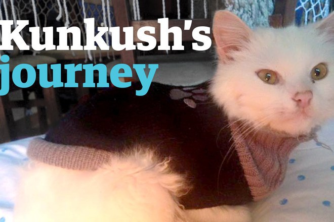 Neveroyatnoto pateshestvie na edna kotka bezhanets