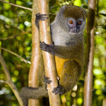 Мадагаскар: Златист бамбуков лемур
