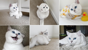 Най-красивата котка на света (12)