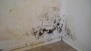 Мухълът - един от най-големите проблеми за дома