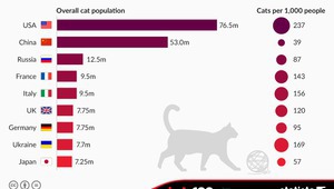 Топ 10 на държавите с най-много котки