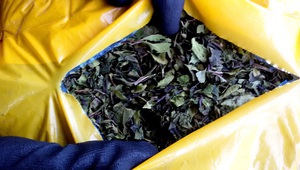 Задържаната от митничари пратка с кхат