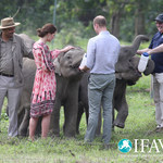 Уилям и Кейт хранят слончета