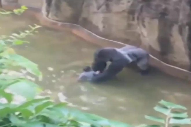 Ubiha gorila v zoopark za da spasyat dete