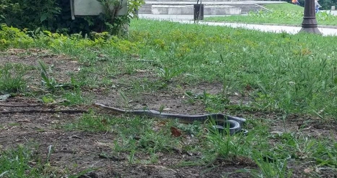 Змия в Морската градина на Варна