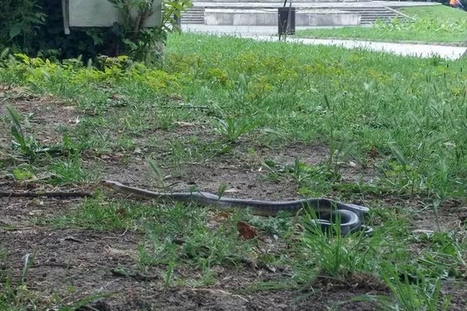 Zmiya v morskata gradina na varna