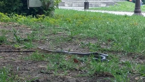 Змия в Морската градина на Варна