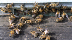 Медоносни пчели