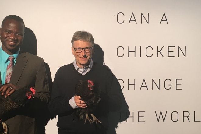 Bil geyts daryava 100 hil kokoshki