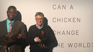 Бил Гейтс дарява 100 хил. кокошки