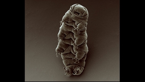 Бавноходка под микроскоп