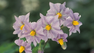 Цветовете на картофеното растение