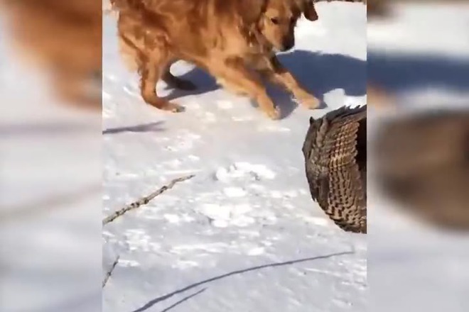 Shvatka mezhdu buhal i kuche