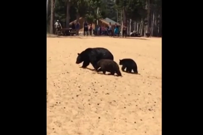 Tri mechki na plazha