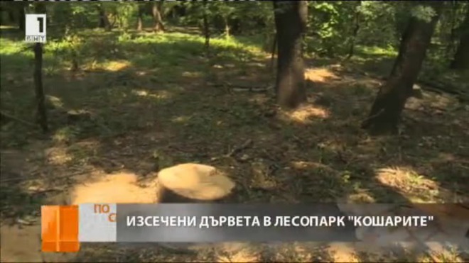 Изсичат десетки дървета в лесопарк "Кошарите" в София