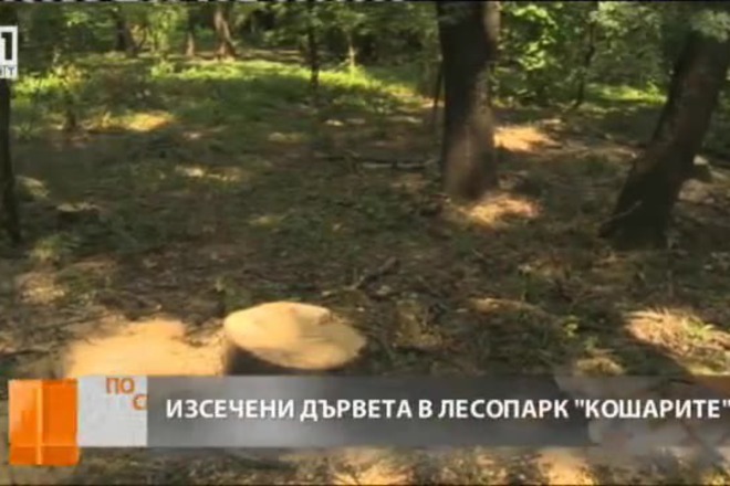 Izsichat desetki darveta v lesopark kosharite v sofiya