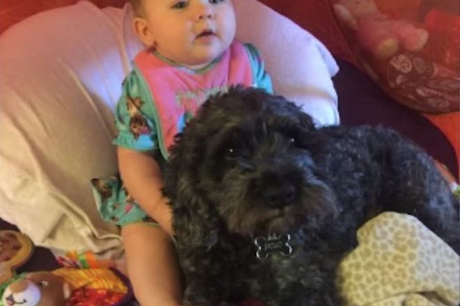 Kucheto polo i 8 mesechnata vivian