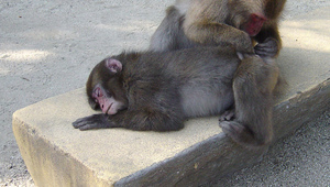 Маймуни в зоопарк