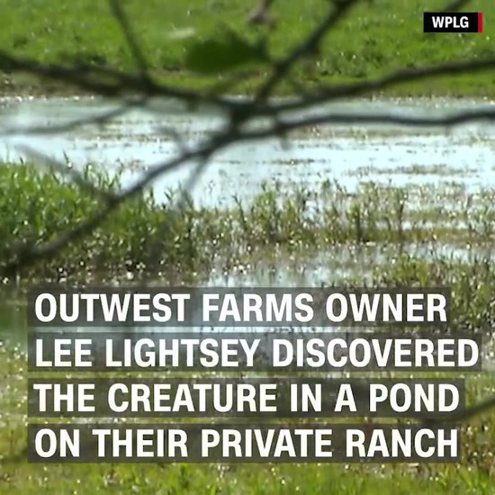 Monster 780-pound gator caught in Florida