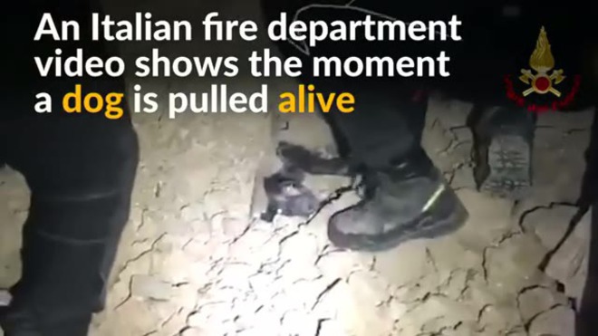 Dog pulled from rubble a day after Italy quake