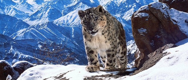 Кадър от "Планетата Земя 2"